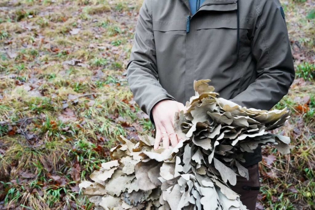 オーク(ナラ)の葉を束ねたウィスクⒸPen&Voyage