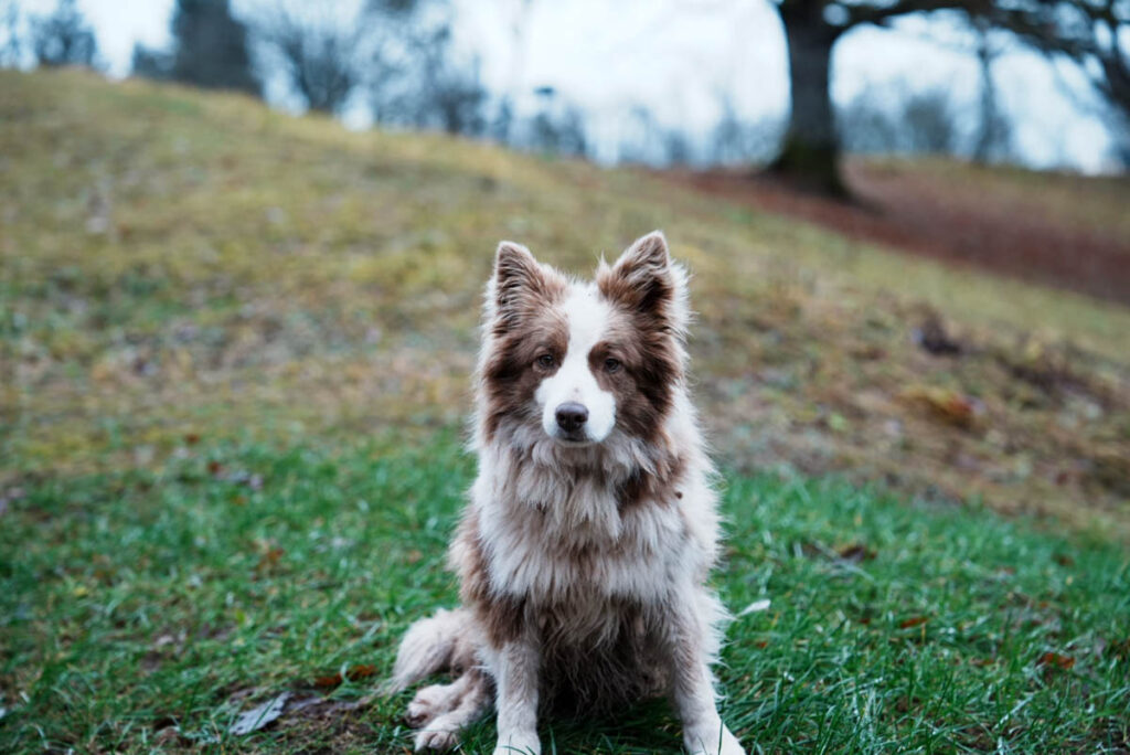 家族経営の「ズィエドレヤス」(Ziedlejas)の愛犬に迎えられたⒸPen&Voyage