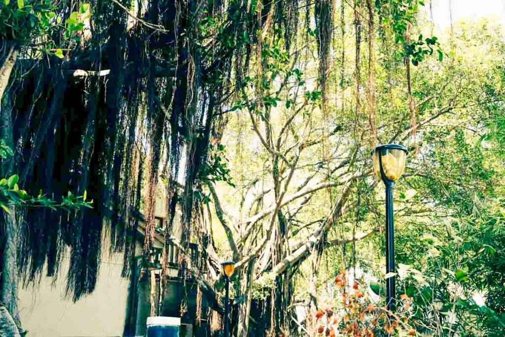 南国らしいガジュマルの木ⒸPen＆Voyage