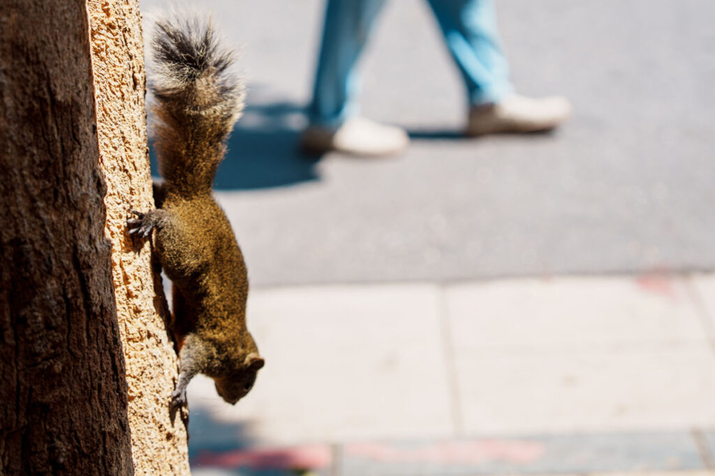 安平老街で見かけたリスⒸPen＆Voyage