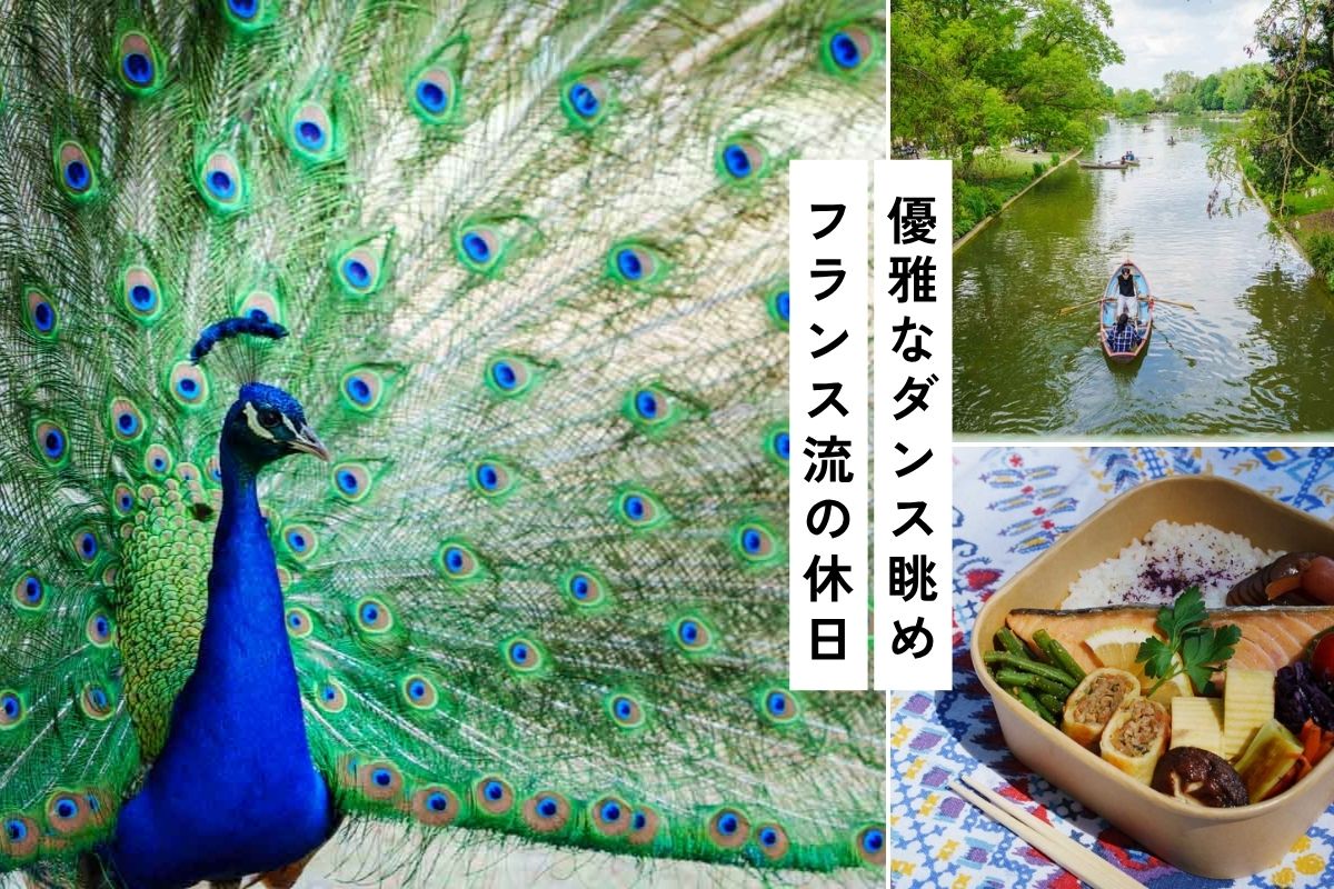 【パリ】ヴァンセンヌの森でピクニック。クジャクの求愛ショー付き！