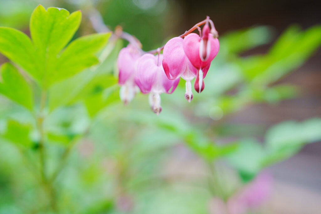 ハート型をしたBleeding heart(タイツリソウ)