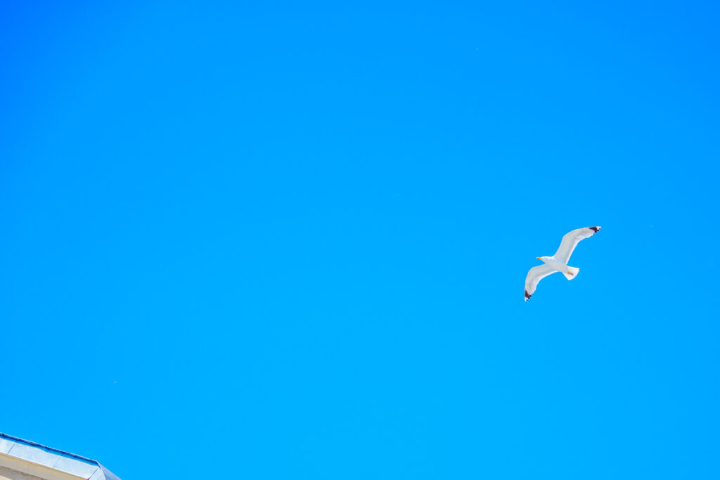 たくさんのカモメが空を飛ぶⒸPen＆Voyage