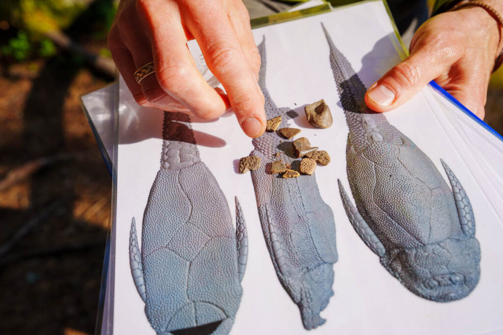 アマタ川の崖（地層）からは、約4億年前の魚類や動植物の貴重な化石が見つかるⒸPen＆Voyage