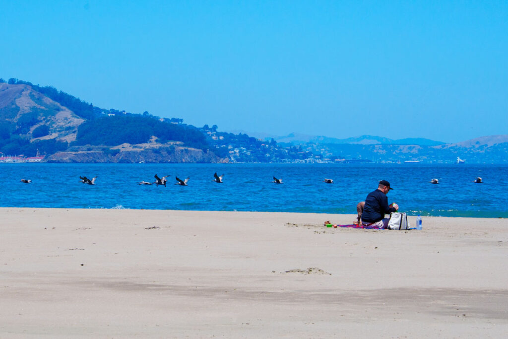 海面近くを横一列に並んで飛ぶカッショクペリカン(Brown Pelican)